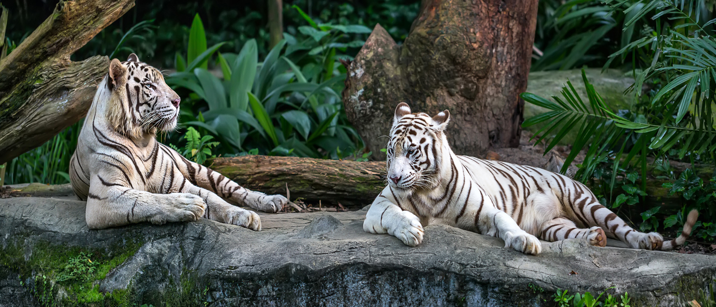 Louisiana Purchase Gardens and Zoo