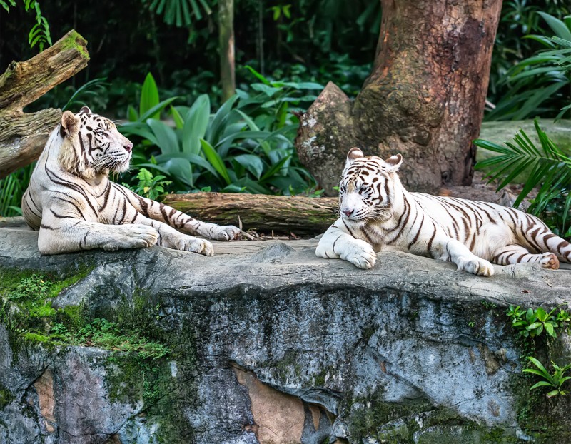 Louisiana Purchase Zoo